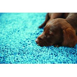 My Rug Teal L5.jpg