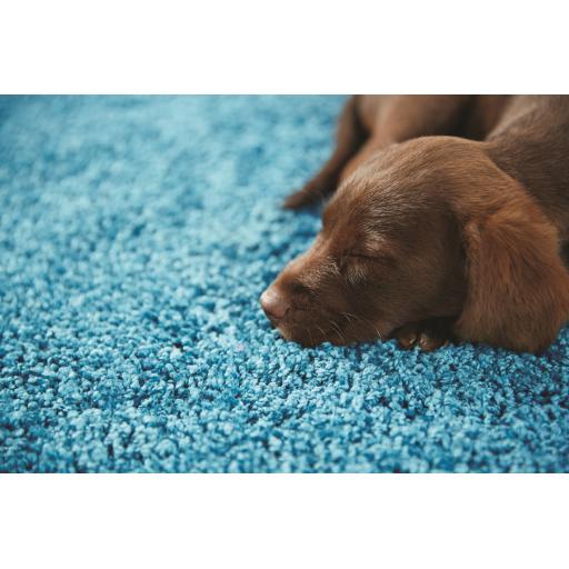 My Rug Teal L5.jpg