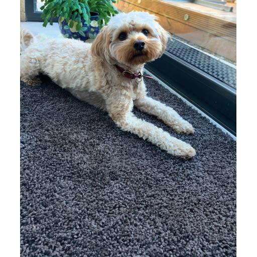 Howler & Scratch Washable Non Slip Shaggy Rug in Charcoal