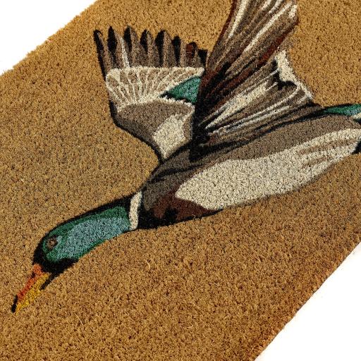 Duck D2.jpg